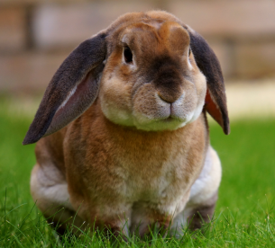 How many ears do 3 bunnies have?